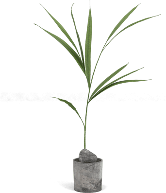 Potted plant