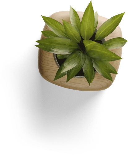 Potted plant