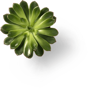 Potted plant